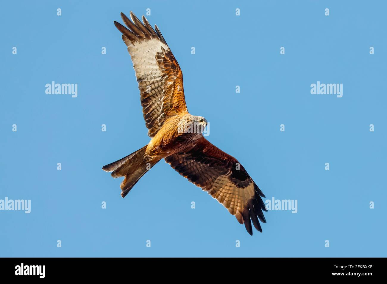 Red kite (Milvus milvus) bird of prey in flight, once endangered but now common in the Chilterns, Turville, Oxfordshire, England, United Kingdom Stock Photo