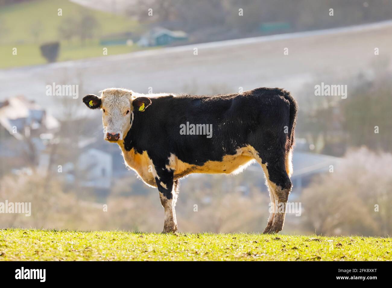 Friesian cow on a hilltop in the Chiltern Hills with the beautiful Stonor Valley beyond, Pishill, Stonor, Oxfordshire, England, United Kingdom, Europe Stock Photo
