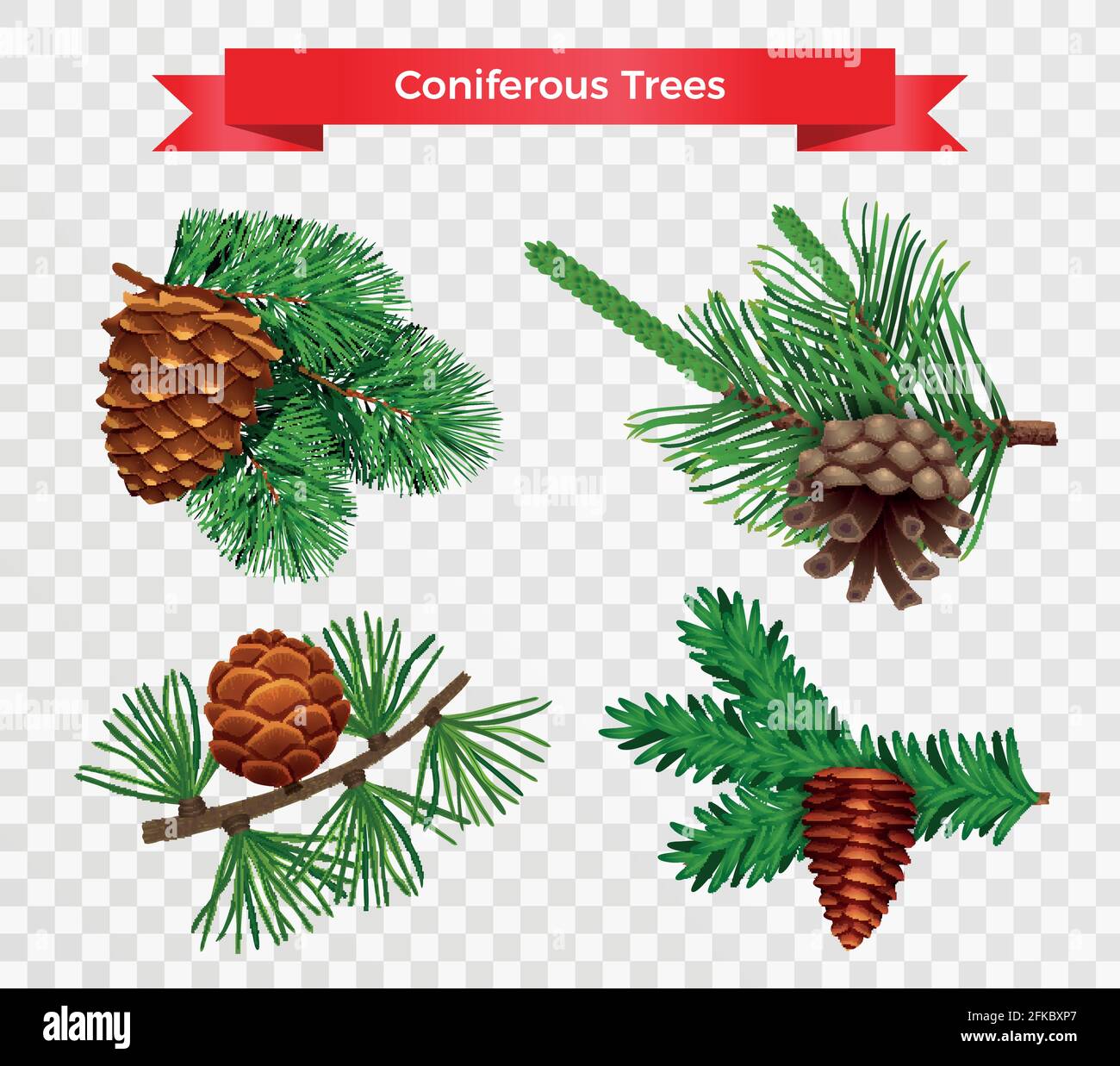 Set with pine tree cone isolated images on transparent background with different species and ribbon title vector illustration Stock Vector