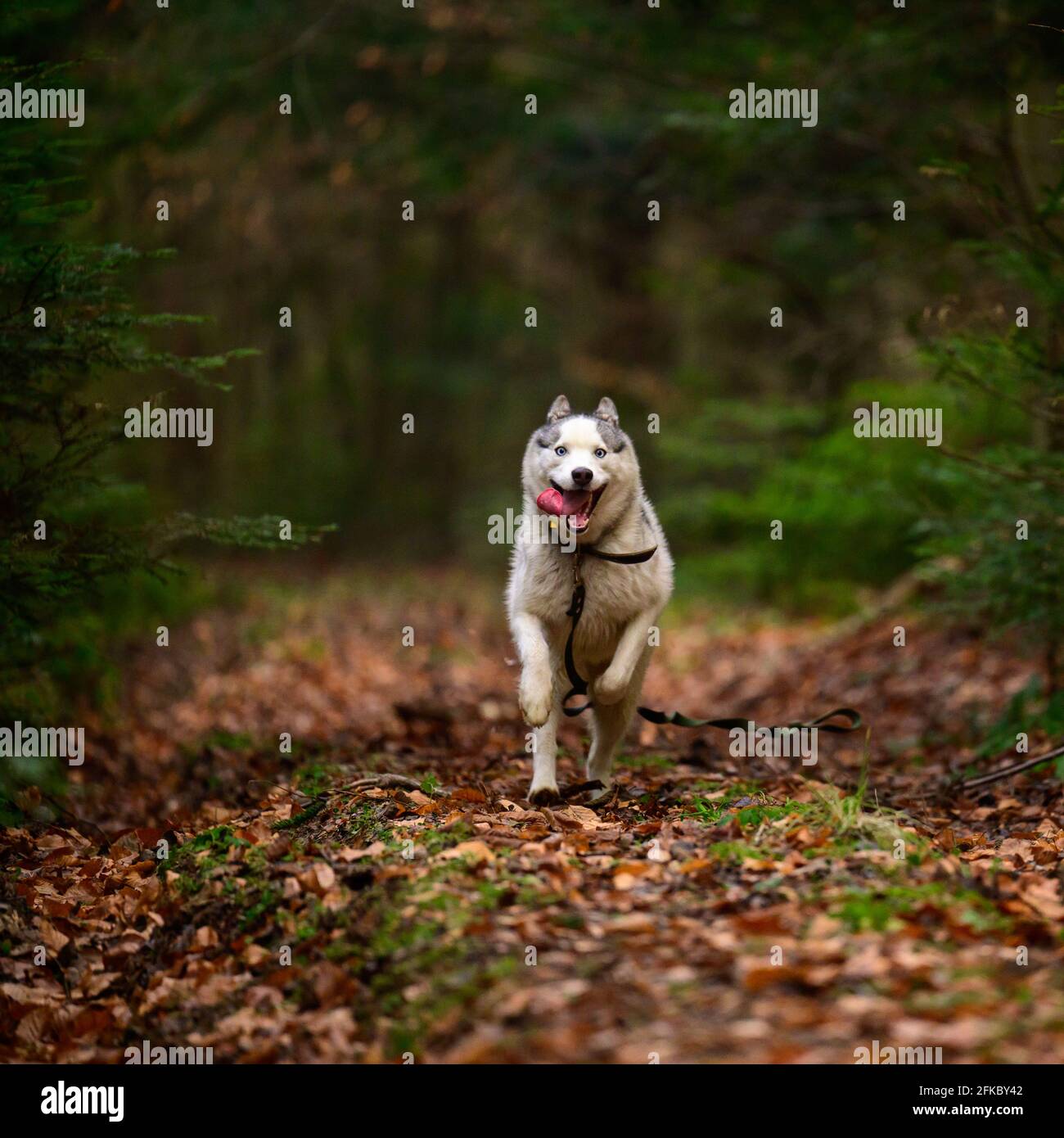 Husky jogging in the woods, portrait of a husky in the autumn forest ...