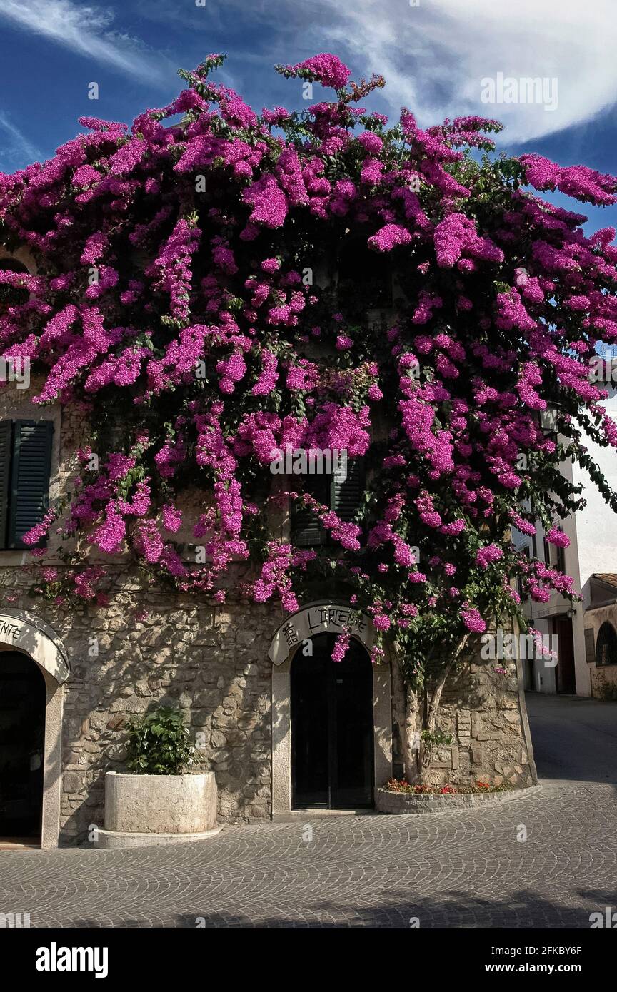 Bougainvillea glabra or Lesser Bougainvillea / paperflower thrives in summer heat on the southern shores of Lake Garda in Lombardy, Italy.  Flourishing examples of the evergreen climbing shrub can grow up to 9 m (30 ft) tall, and this spectacular specimen ‘exploding’ from a building in Piazza Porto Valentino in the historic centre of Sirmione has for decades been a popular tourist attraction in its own right.  The magenta, purplish-red or pinkish-red colours come from leaf-like papery bracts (modified leaves) rather than the plant’s flowers, which are minute and white in colour. Stock Photo