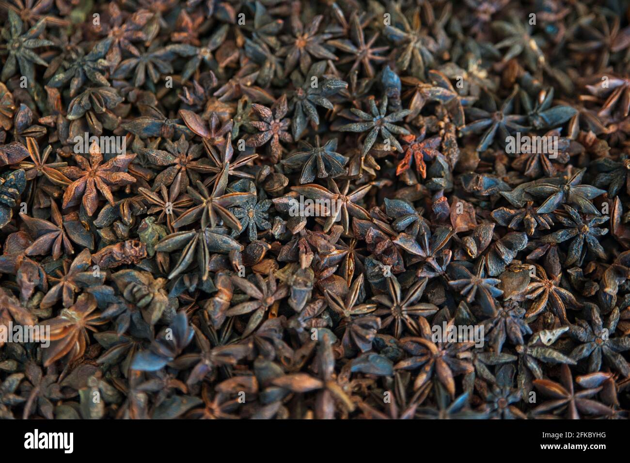 where to buy star anise seeds for planting