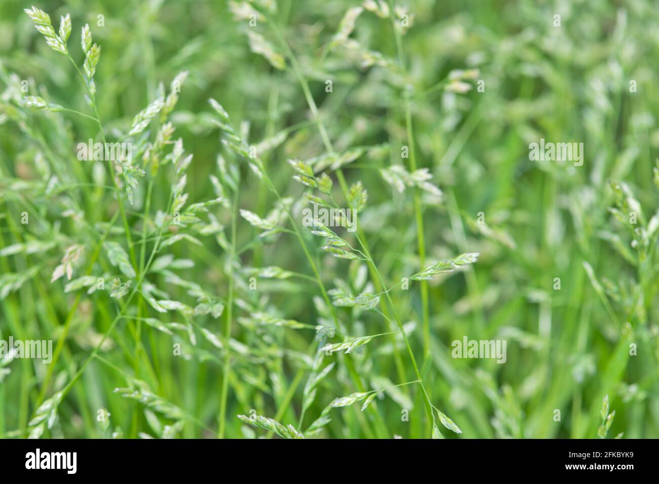 Native Bluegrass up close with shallow depth of field and selective focus on seed heads. Grazing fodder, also known as Poa from Poaceae subfamily. Stock Photo