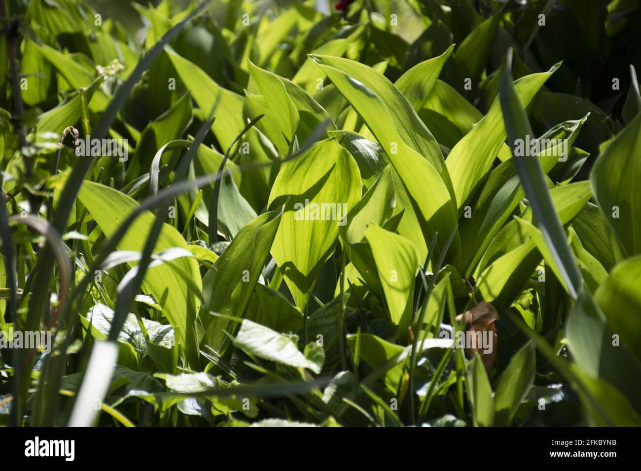 Elegant white lily valley hi-res stock photography and images - Alamy