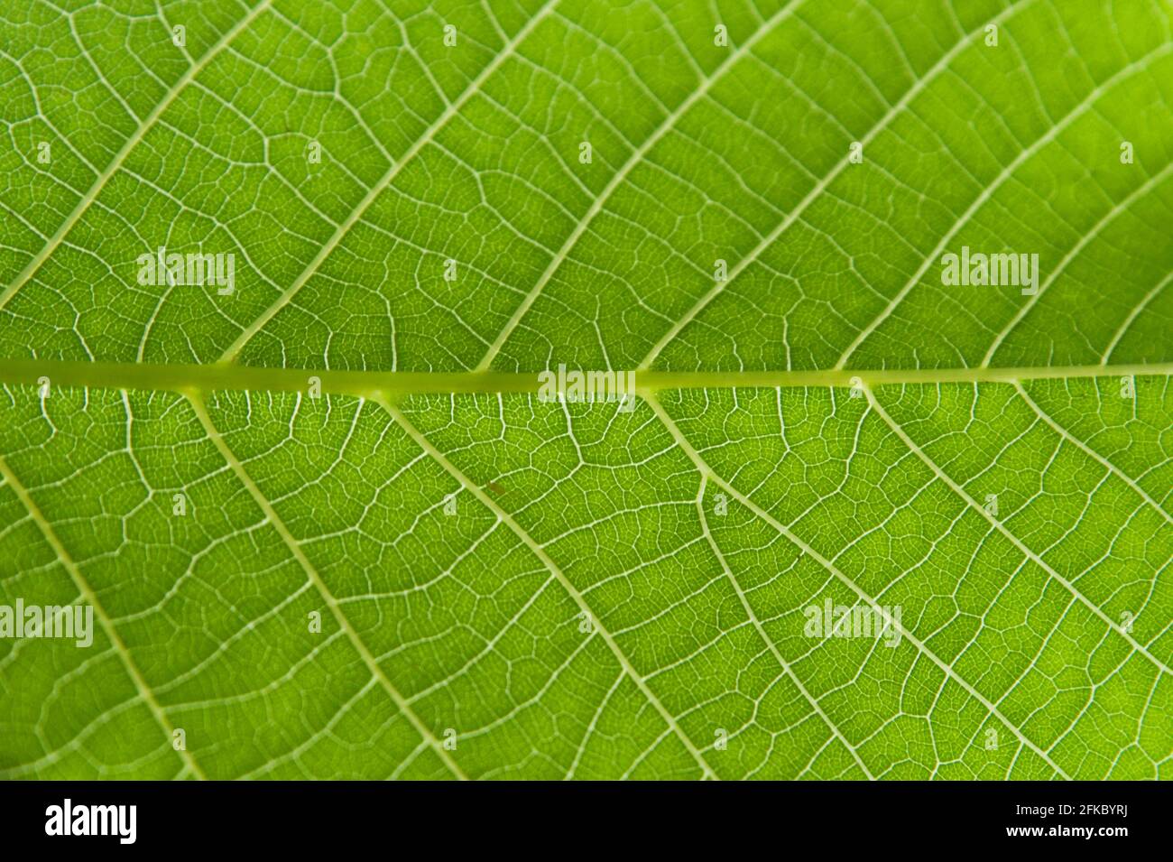 Green leaf showing intricate texture with waxy epidermis and white ...