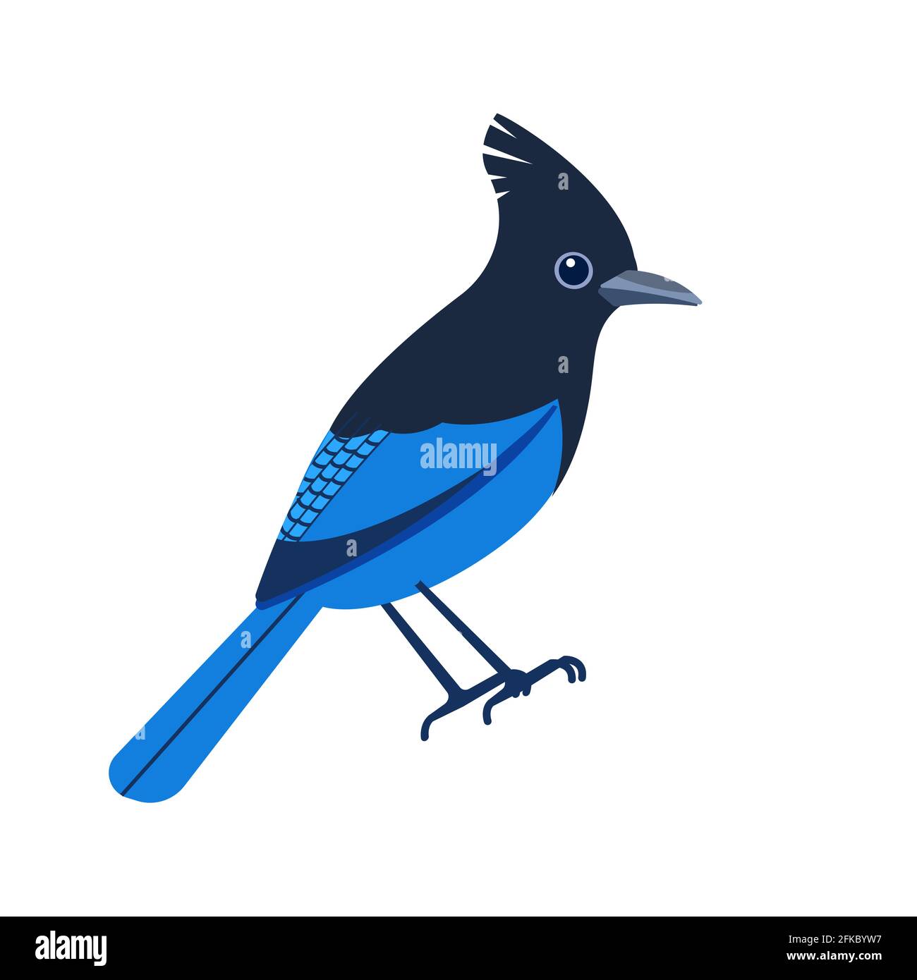 Steller's jay, Cyanocitta stelleri is a bird native to western North America. Blue bird Cartoon flat beautiful character of ornithology, vector Stock Vector