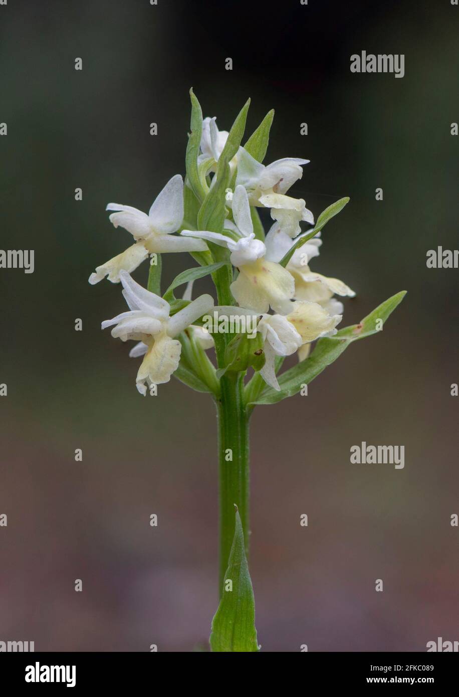 Dactylorhiza insularis, wild orchid of Mediterranean region, Andalucia, Spain. Stock Photo