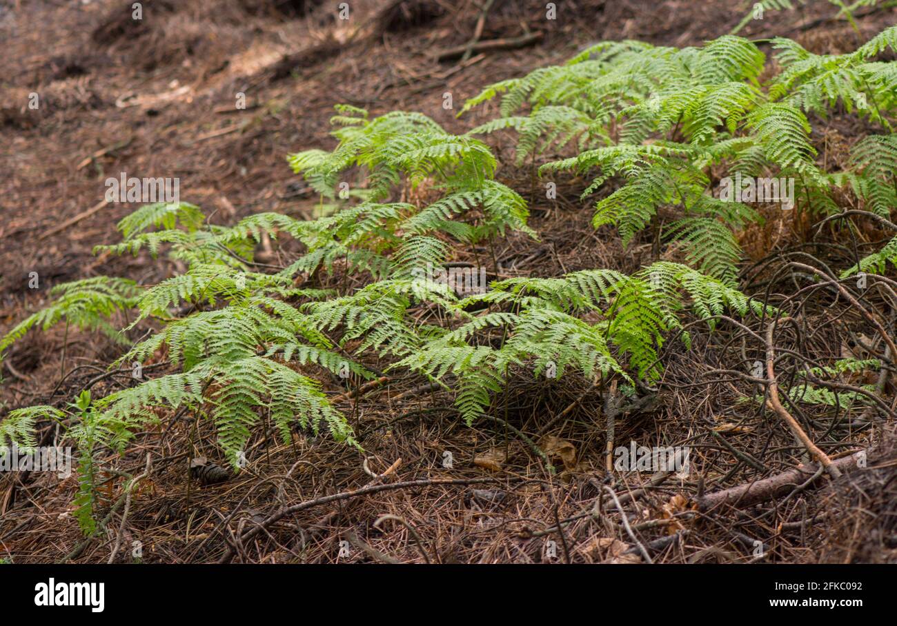Close up of Eagle fern, Pteridium aquilinum, covering forest floor, Andalusia, Spain. Stock Photo