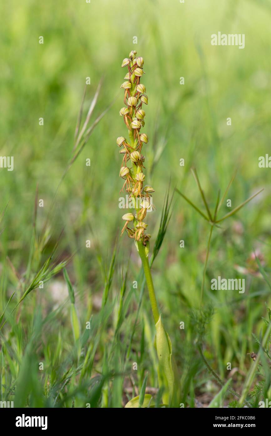 Man orchid, Wild orchid, Orchis anthropophora, Aceras anthropophorum, Andalusia, Southern Spain. Stock Photo