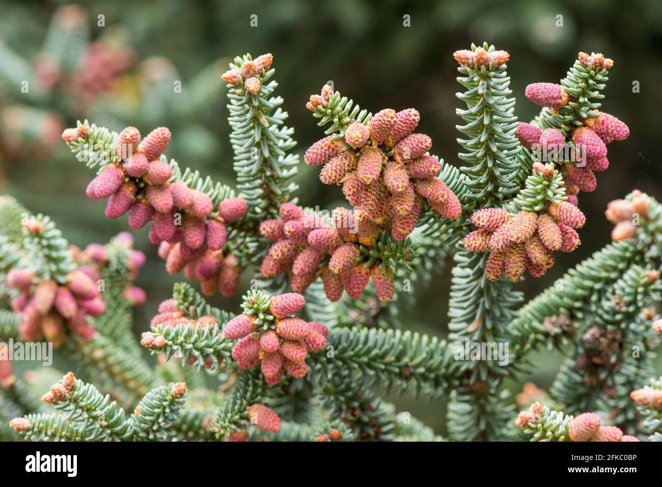 Spanish fir, Abies pinsapo, close up of male cones in spring. Sierra de las nieves, Andalucia, Spain. Stock Photo