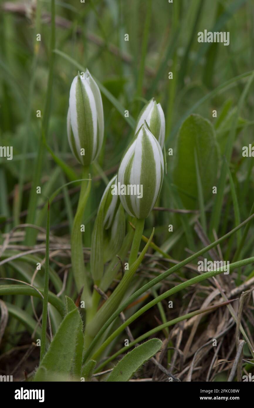 Closed Garden star-of-Bethlehem, grass lily, Ornithogalum umbellatum, wildflower in Andalusia, Spain. Stock Photo