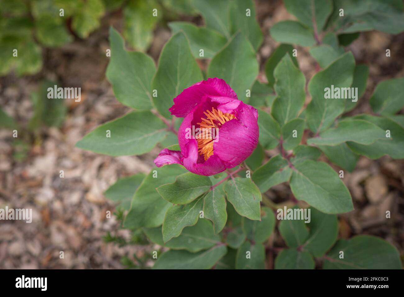 Paeonia broteroi, Paeonia broteri, Wild Peony, Ronda, Andalucia, South Spain Stock Photo