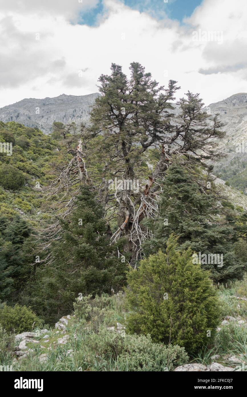 Sierra de las nieves, El Pinsapo de La Escaleretas, Abies pinsapo, Natural Monument of Spanish fir tree, oldest living fir, Malaga, Spain. Stock Photo