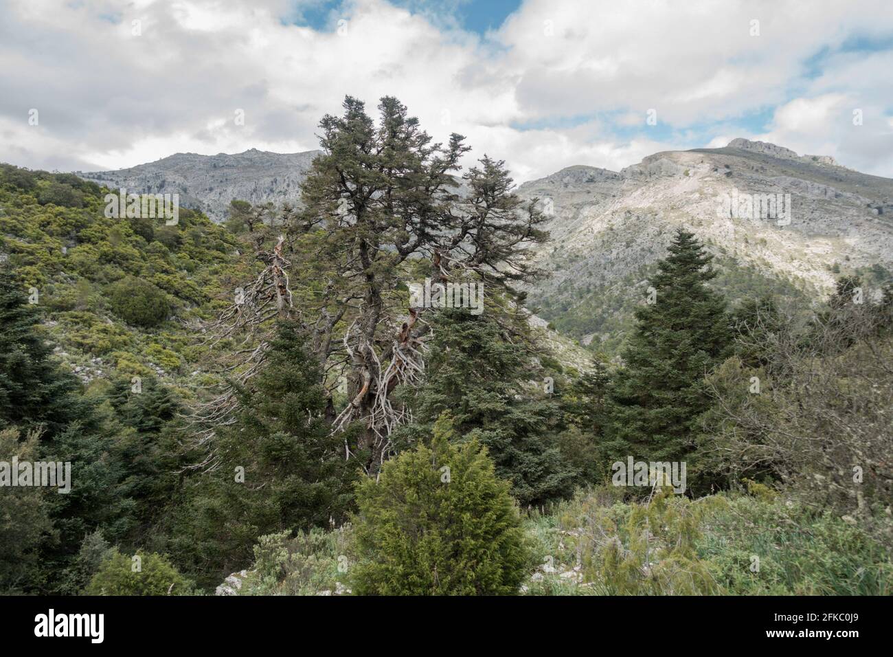 Sierra de las nieves, El Pinsapo de La Escaleretas, Abies pinsapo, Natural Monument of Spanish fir tree, oldest living fir, Malaga, Spain. Stock Photo