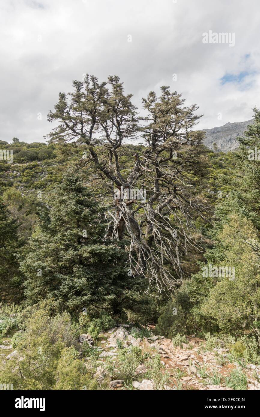 Sierra de las nieves, El Pinsapo de La Escaleretas, Abies pinsapo, Natural Monument of Spanish fir tree, oldest living fir, Malaga, Spain. Stock Photo