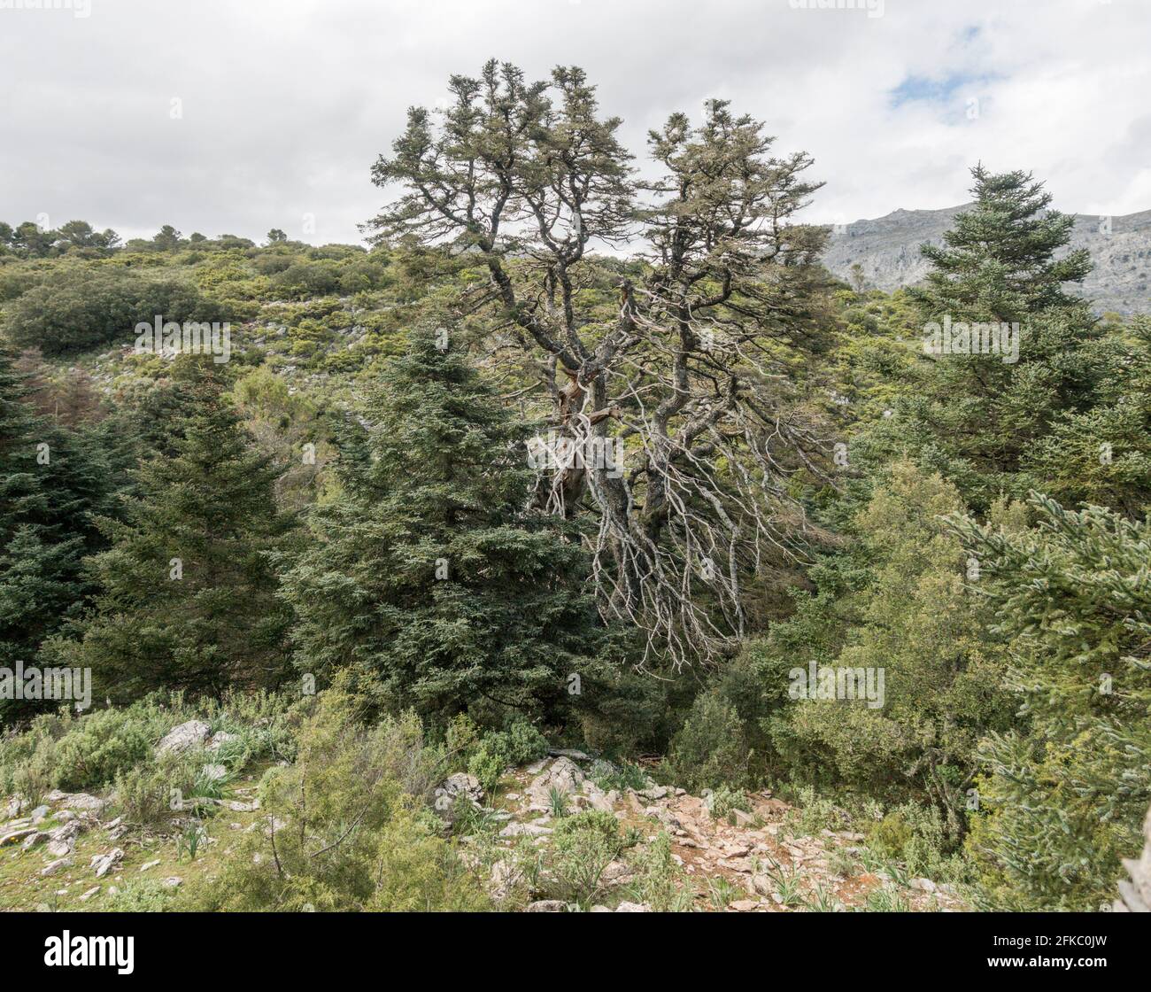 Sierra de las nieves, El Pinsapo de La Escaleretas, Abies pinsapo, Natural Monument of Spanish fir tree, oldest living fir, Malaga, Spain. Stock Photo