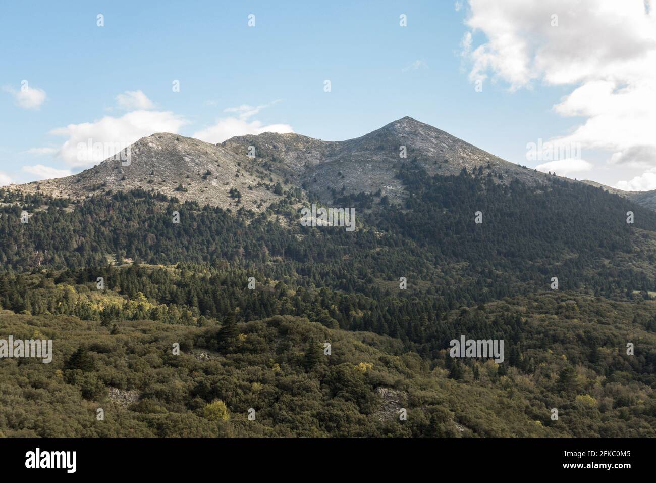 Sierra de las Nieves, natural park, within the Serrania de Ronda, with Spanish fir trees, Andalusia, Southern Spain. Stock Photo