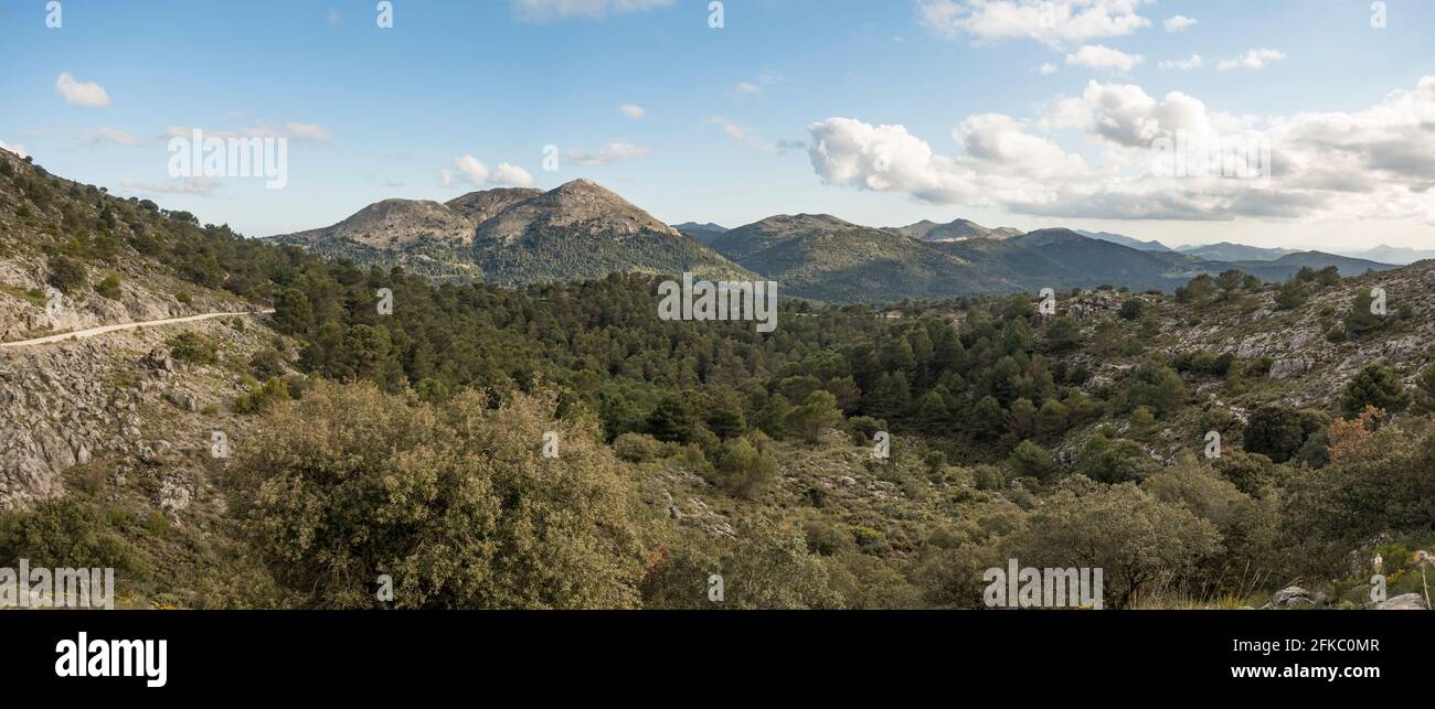 Sierra de las Nieves, natural park, within the Serrania de Ronda, with Spanish fir trees, Andalusia, Southern Spain. Stock Photo
