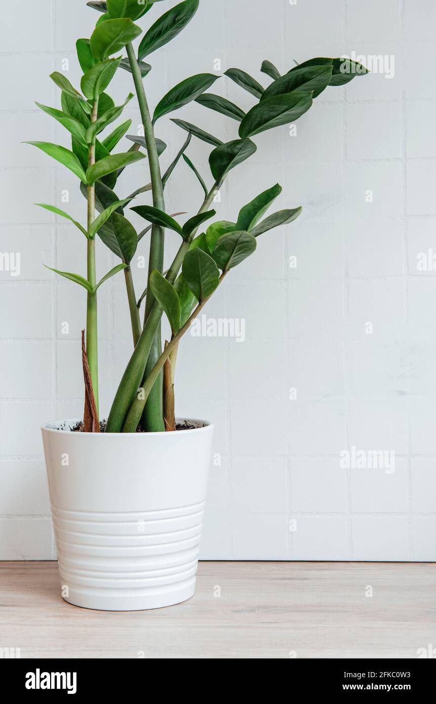 Pot with Zamioculcas home plant on the table Stock Photo