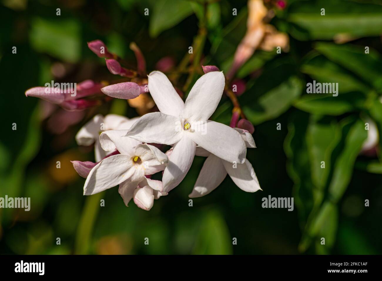 Jasmine flower (Jasminum officinale), blooming with green leaves
