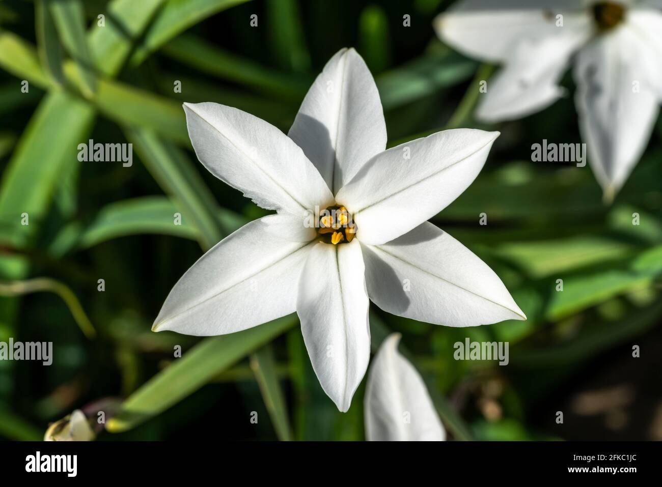 Ipheion 'Alberto Castillo' a spring flowering plant with a white springtime flower commonly known as starflower, stock photo image Stock Photo