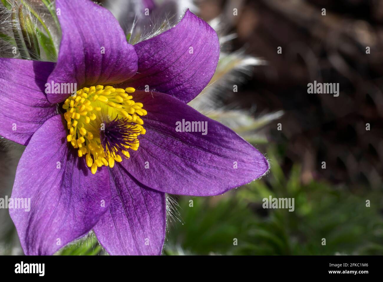 Pulsatilla vulgaris a purple spring flowering plant commonly known as pasqueflower or meadow anemone which is in flower during March and April, stock Stock Photo