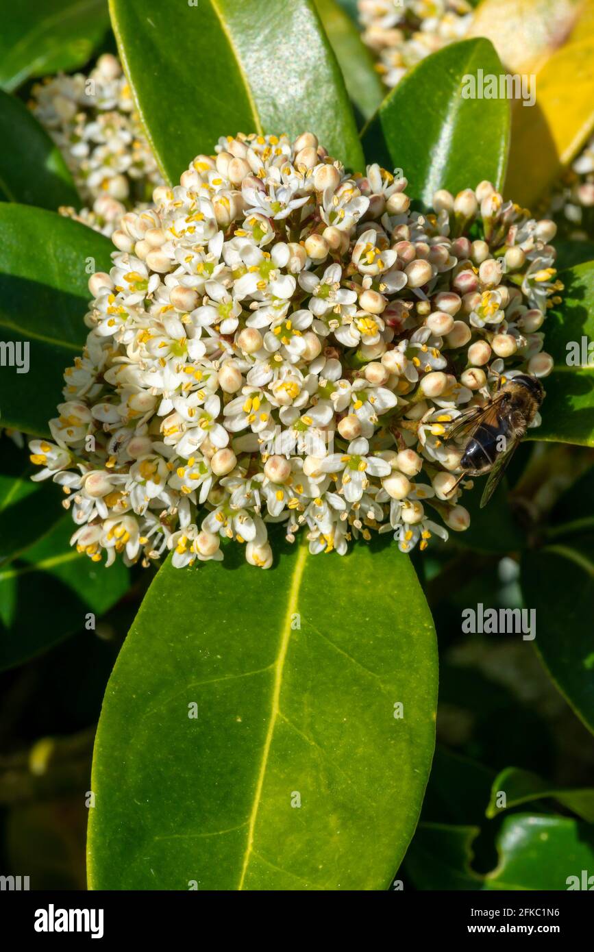 Skimmia japonica 'Fragrans' a spring flowering shrub plant with a white springtime flower, stock photo image Stock Photo