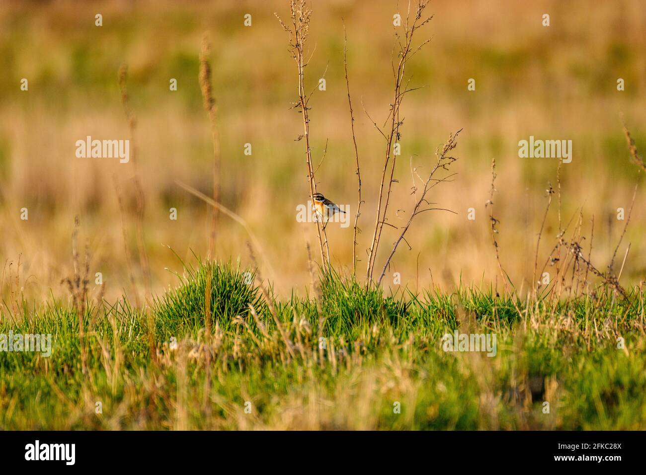 the chaffinch (Fringilla coelebs) feeding in the green field in summer Stock Photo