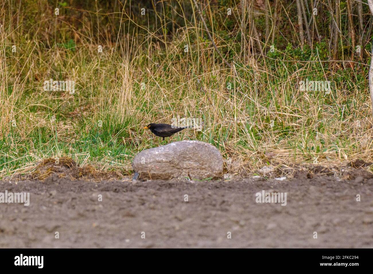 The common starling or European starling (Sturnus vulgaris) feeding in the green field and tree branches Stock Photo