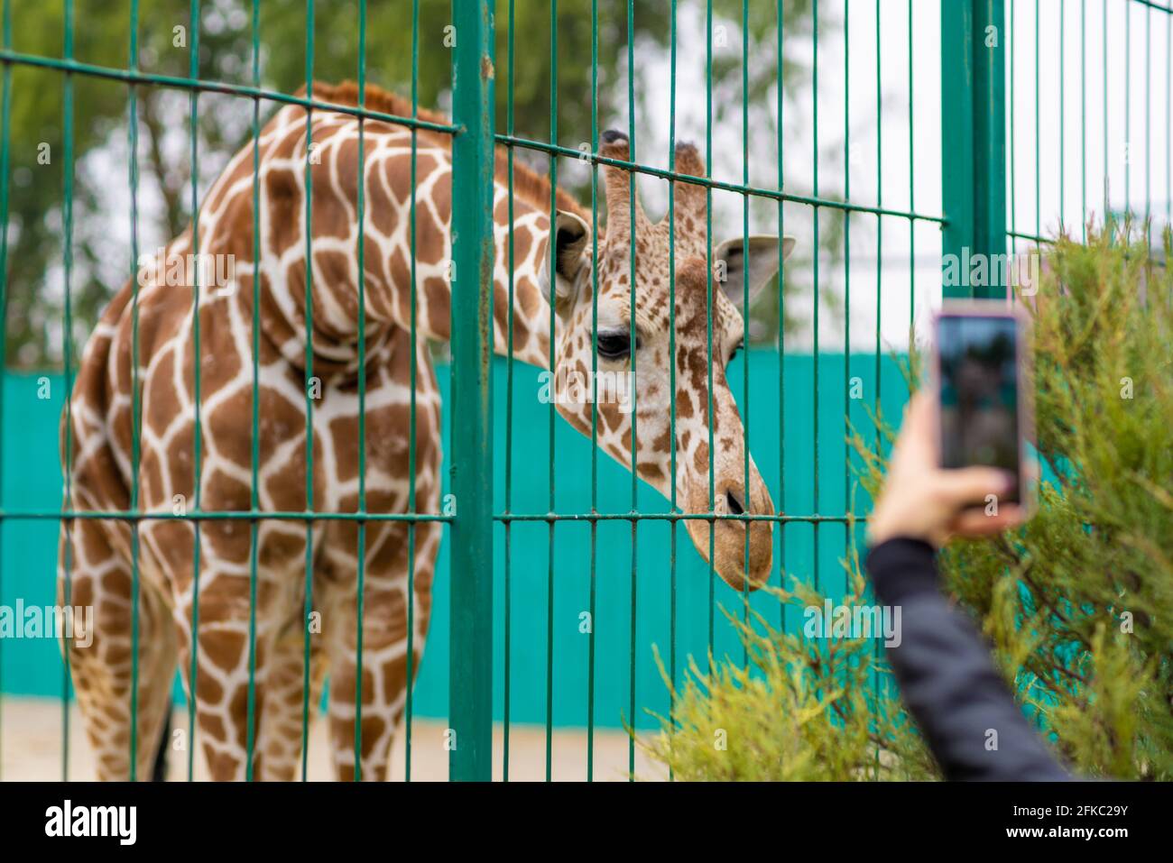 Giraffe at the zoo, behind the cage. Close up photography Stock Photo
