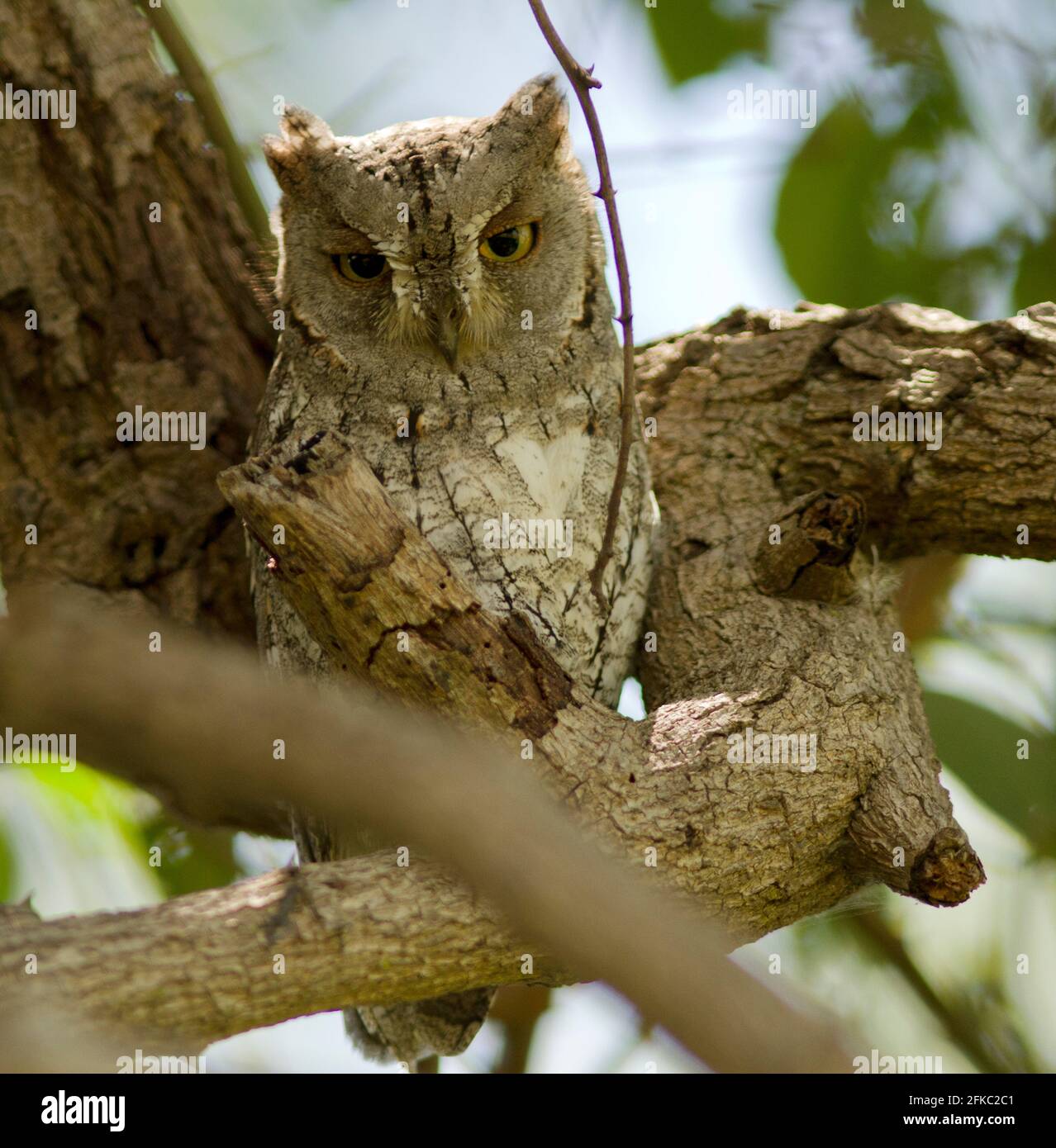 An African Scops Owl has such efficient disruptive patterning that it can literally hide in plain sight. The cryptic colouration blends so well Stock Photo