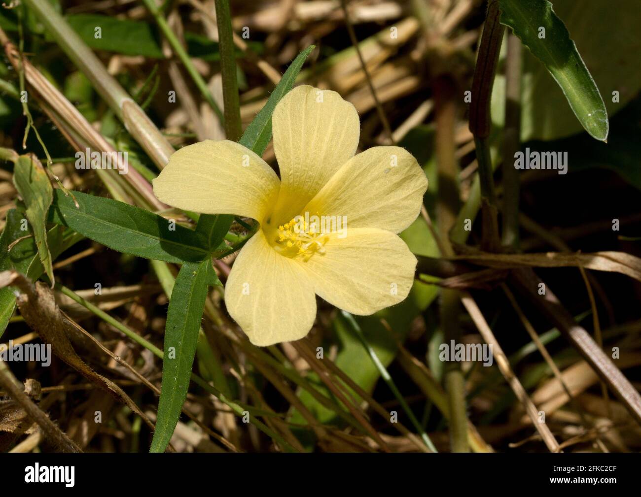 The delicate yellow flowers of the rare Small Yellow Hibiscus found in the drier areas in the Southern Highlands region in Tanzania. Stock Photo