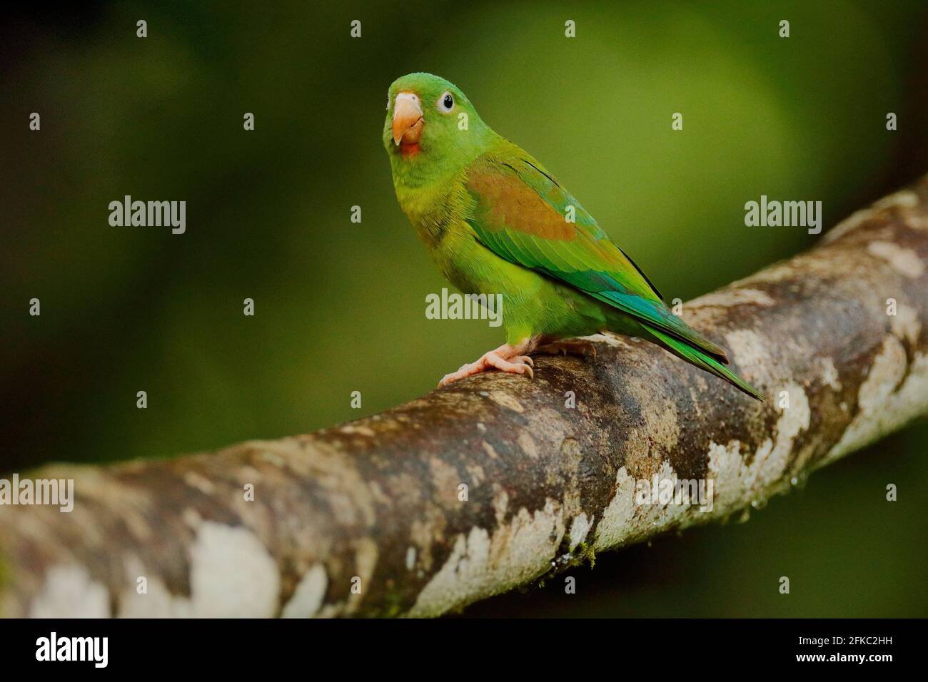 Brotogeris parakeets hot sale