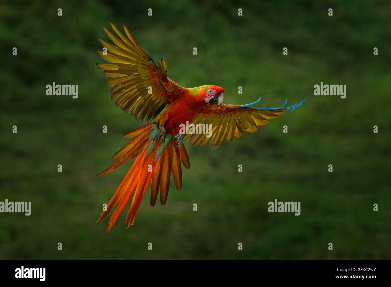 Red hybrid parrot in forest. Macaw parrot flying in dark green vegetation. Rare form Ara macao x Ara ambigua, in tropical forest, Costa Rica. Wildlife Stock Photo