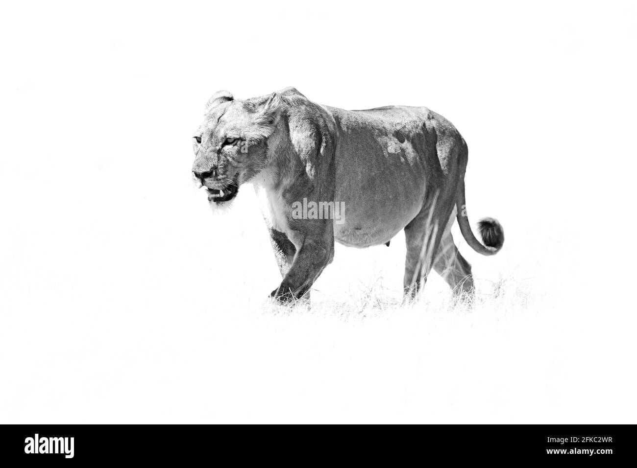 Big angry female lion in Etosha NP, Namibia. African lion walking in the grass, with beautiful evening light. Wildlife scene from nature. Animal in th Stock Photo