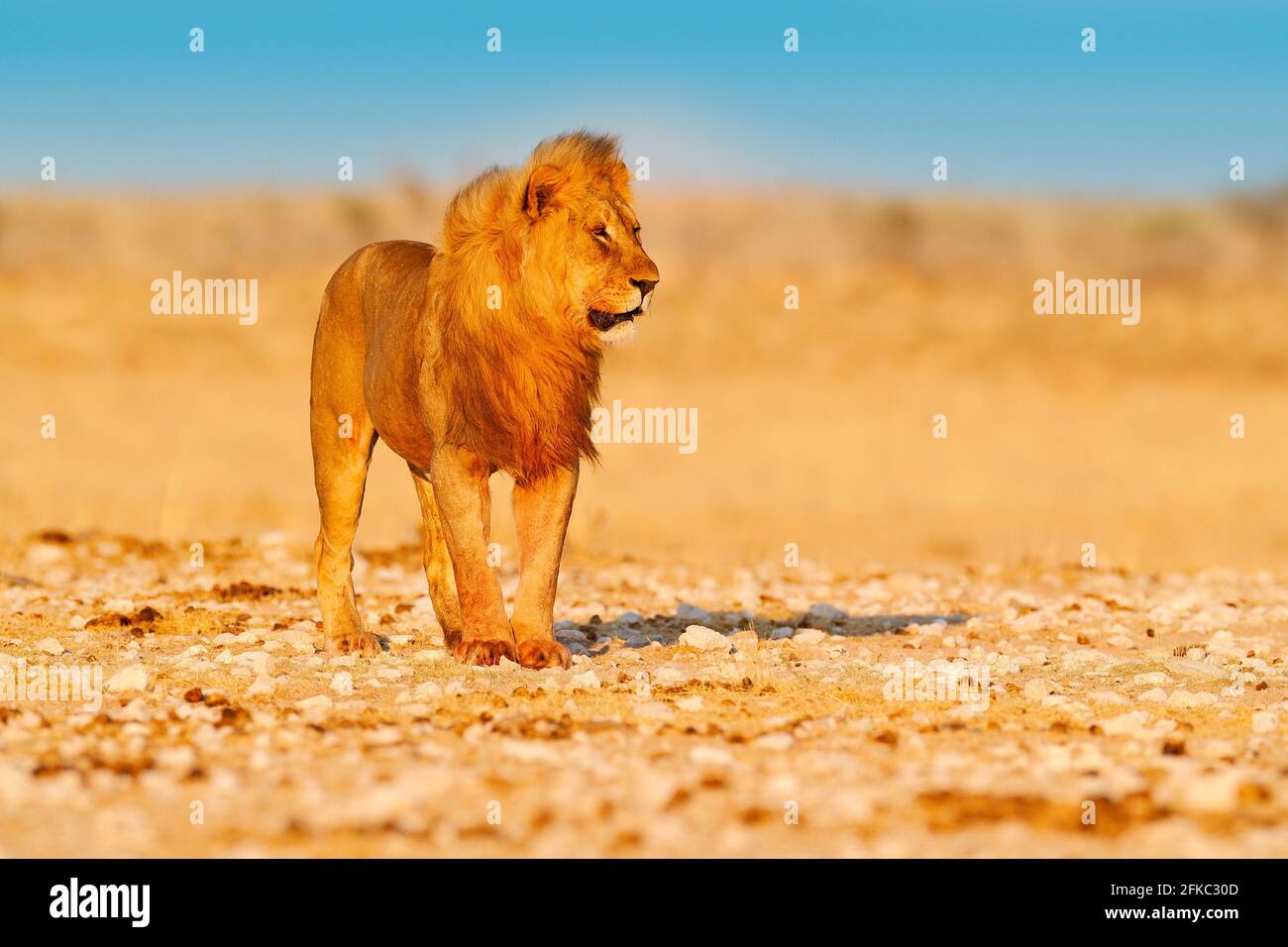Lion walk. Portrait of African lion, Panthera leo, detail of big animals, Etocha NP, Namibia, Africa. Cats in dry nature habitat, hot sunny day in des Stock Photo