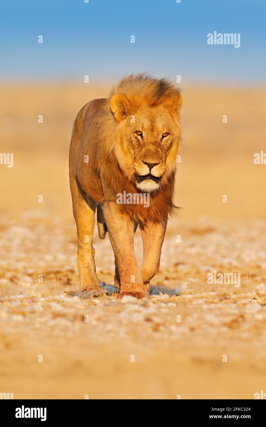 Lion walk. Portrait of African lion, Panthera leo, detail of big