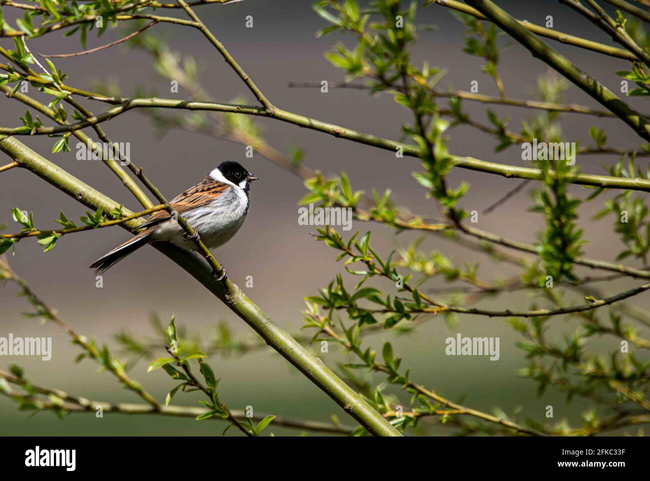 A male reed bunting Stock Photo