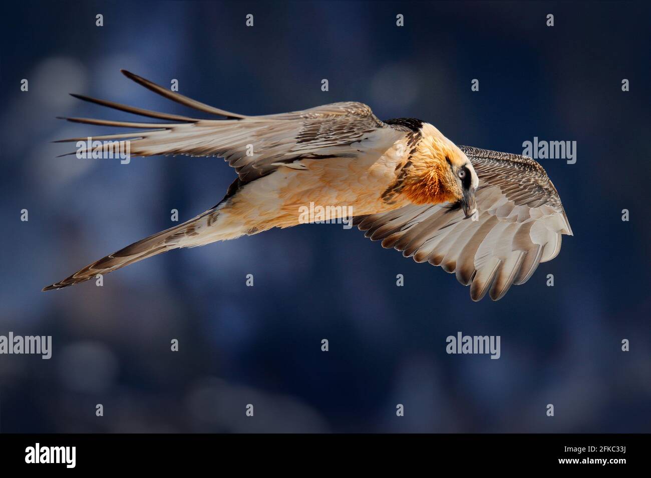 Ts Bird Mountain