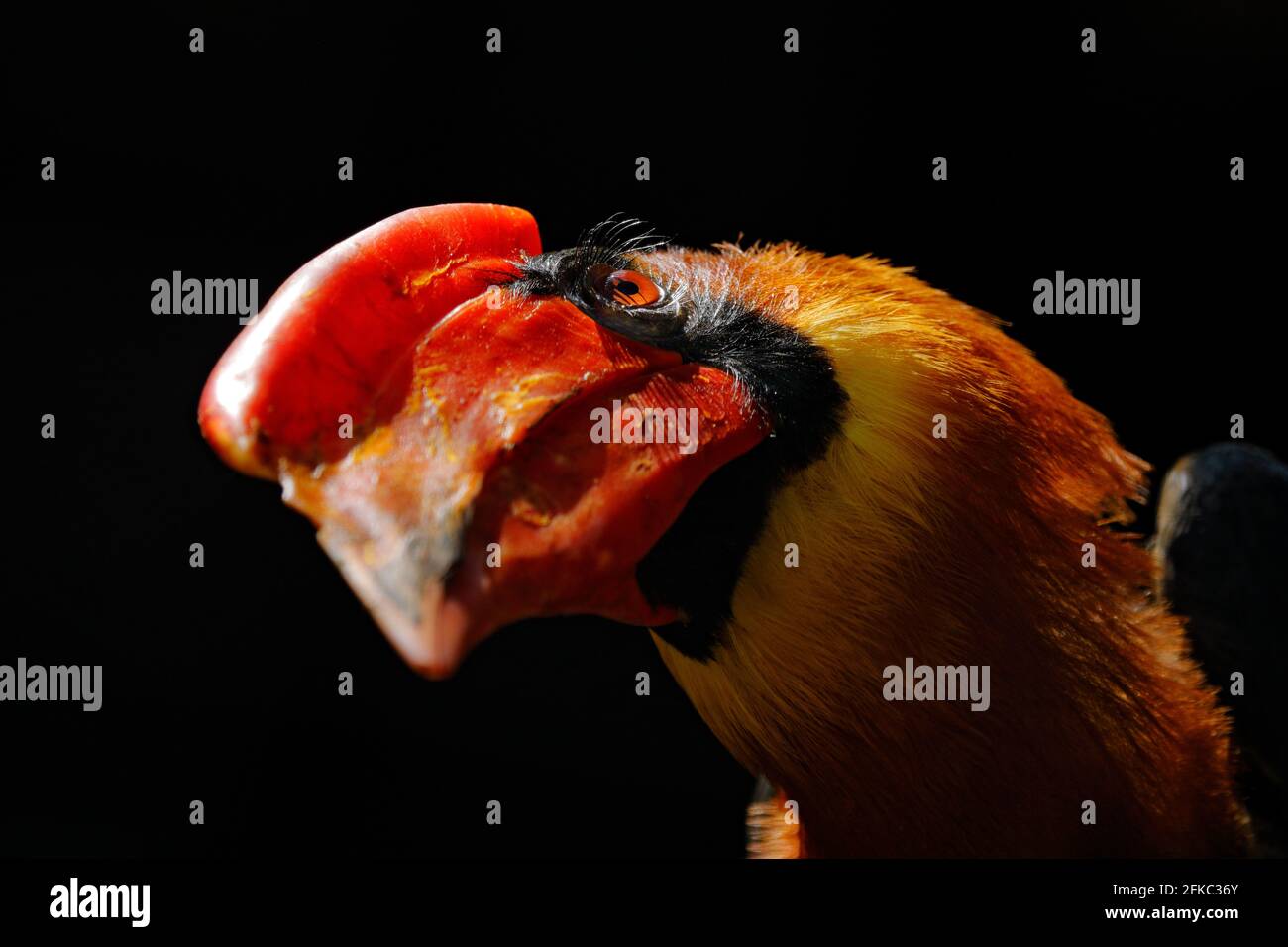 Rufous hornbill, Buceros hydrocorax, detail bill portrait of rarte bord from, Philippine in Asia. Philippine hornbill in the dark forest habitat. Head Stock Photo