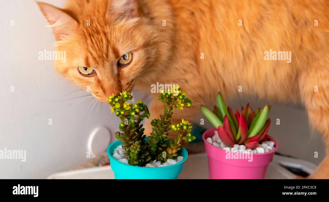 Close view of a couple of colorful and small succulent plants in their pots being examined by a curious ginger cat. Placed on top of a table. Taken in Stock Photo