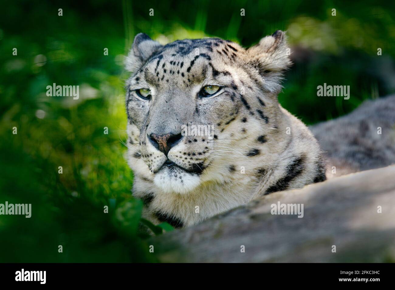 Poster Foundry Black Leopard Wild Cat Animal Puma Jaguar Big Cat India