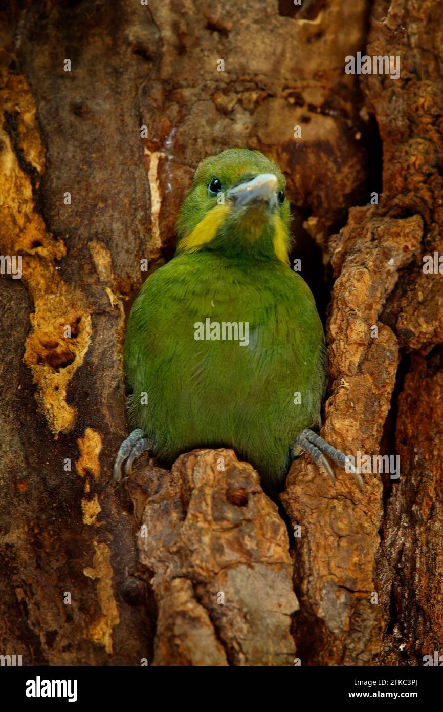 Greater yellownape green woodpecker, Chrysophlegma flavinucha, in the nest tree hole. Bird in the nest, China. Bird nesting behaviour in the forest. G Stock Photo