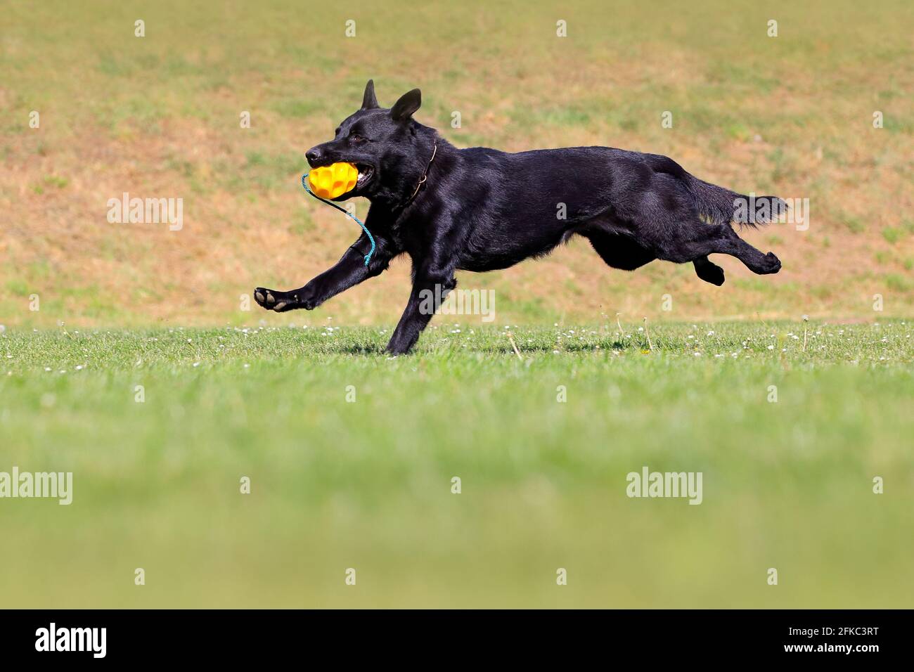 Where Did The Black Dog Originated