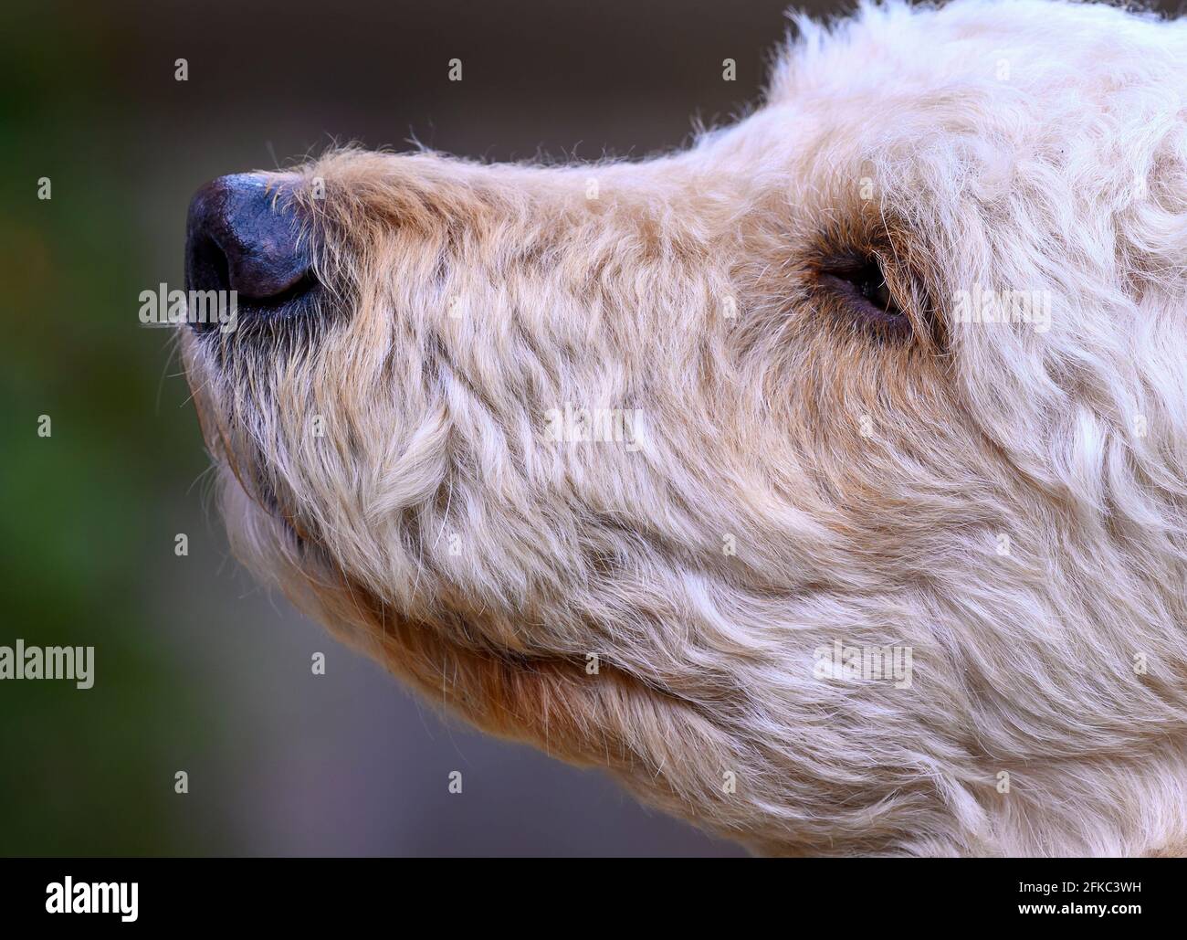 Close up of the head (side view) of a cute beige coloured Labradoodle dog Stock Photo