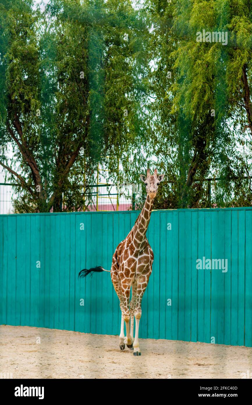 Giraffe at the zoo, behind the cage. Close up photography Stock Photo