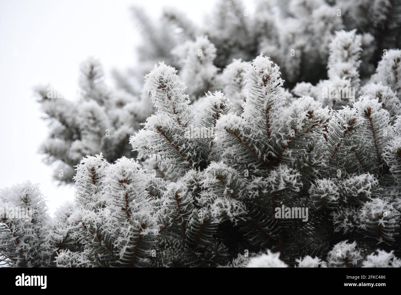 White hoarfrost crystal on a Blue spruce (Picea pungens) in a park taken at Százhalombatta, Pest megye, Hungary Stock Photo