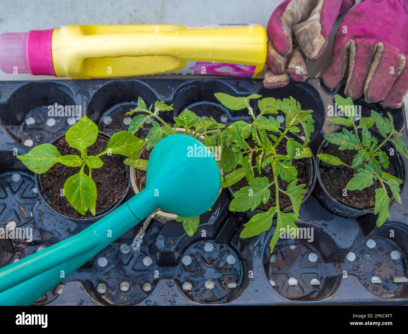 Closeup overhead shot of new plants in plastic pots being watered, with a bottle of liquid plant food and pair of gardening gloves in the background. Stock Photo