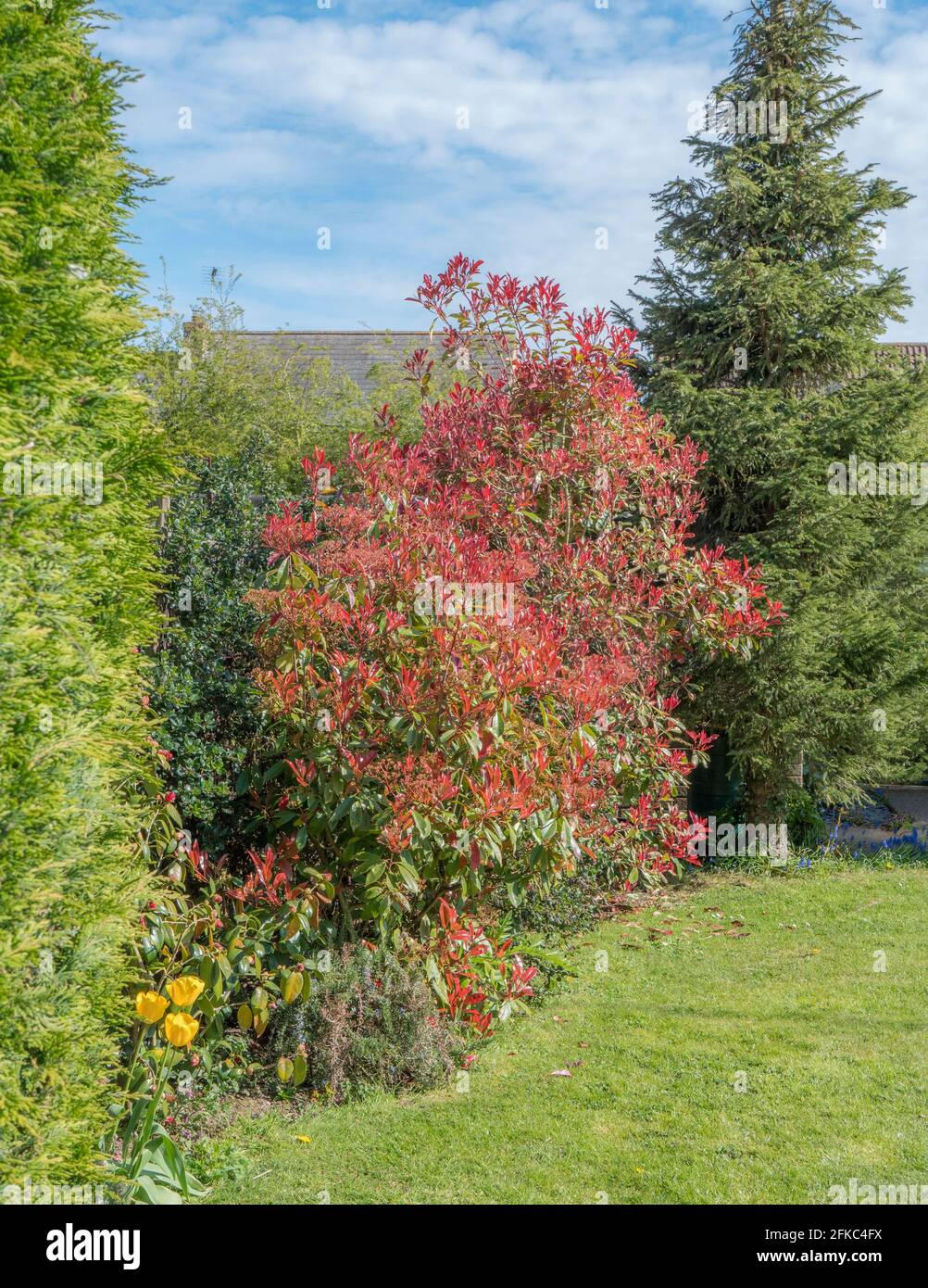 English garden in spring, with ‘Red Robin’ (Photinia fraseri) and ‘Pink Marble’ (Photinia cassini), pink and green bushes, next to a conifer fir tree. Stock Photo
