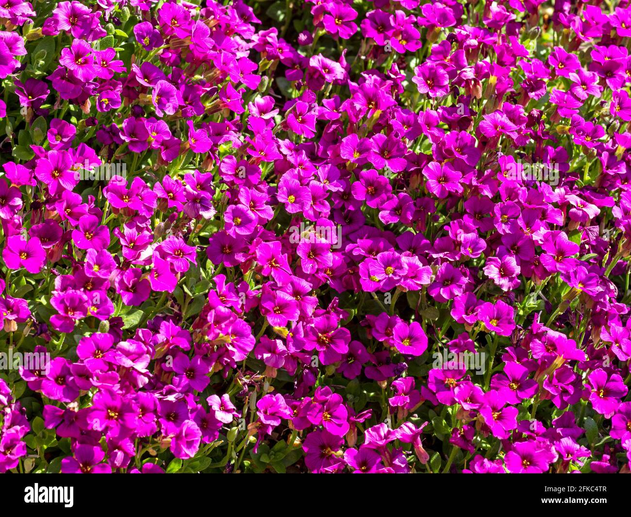 Pretty purple flowers of Aubrieta Kitte Purple Stock Photo